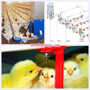 Poultry Farm Equipment for Chicken with Steel Structure Installation